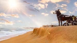 2021-chopper-at-flagler