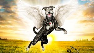 2022-choppers-final-photo